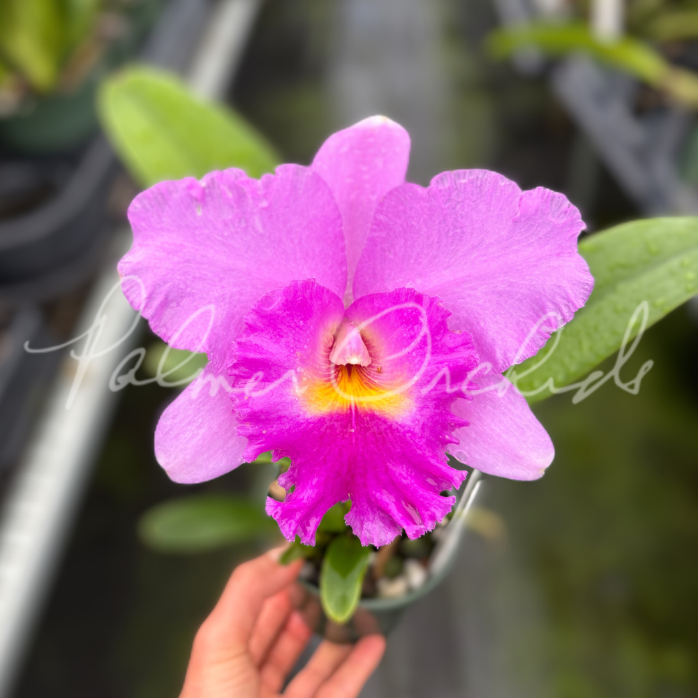 Rlc. Ben Jammin — Palmer Orchids